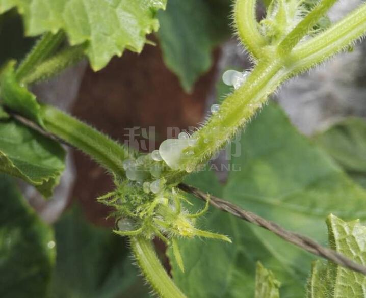 黄瓜细菌性流胶病(细菌性茎软腐病)在顺平县